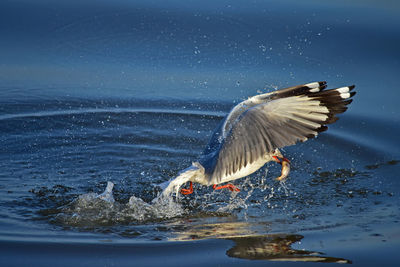 Seagulls flying over lake against sky