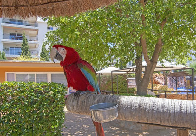 View of parrot perching on tree