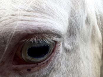 Close-up portrait of a dog