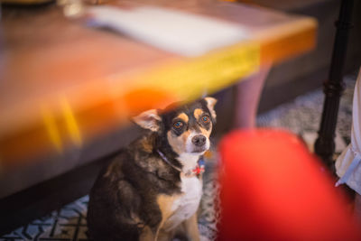 Portrait of a dog looking away