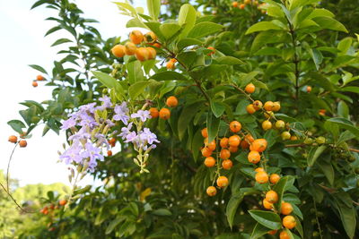 Close-up of orange flowers growing on tree