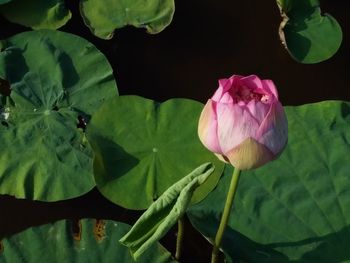 Close-up of pink lotus water lily in pond