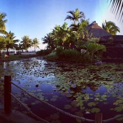 Reflection of palm trees in water