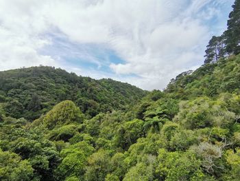 Scenic view of forest against sky