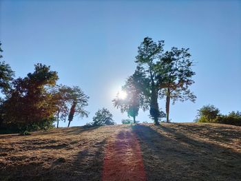 Trees on field against sky