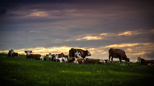 Cows grazing on field against sky