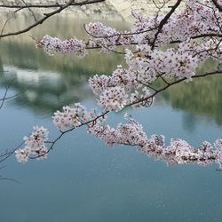 Pink cherry blossoms in spring