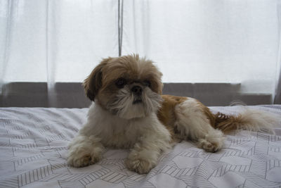 Cute shih-tzu dog lying on bed