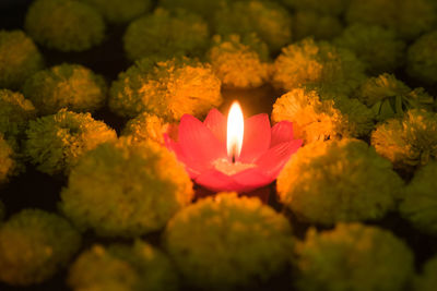 Close-up of red rose flower