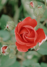 Close-up of red rose