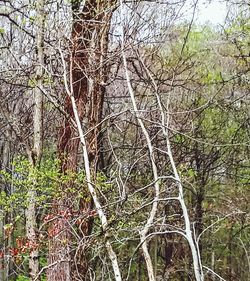 Low angle view of bare trees in forest