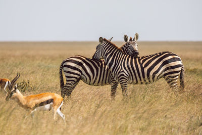 Zebra standing on field against clear sky