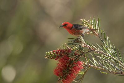 Close-up of a bird perching on flower