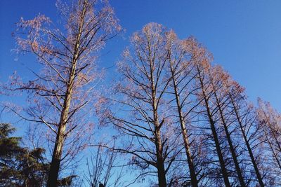 Low angle view of bare tree against blue sky