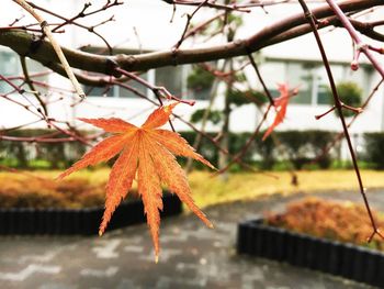 Close-up of maple leaves on branch