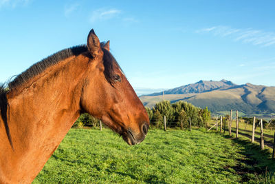 Side view of horse on field against sky