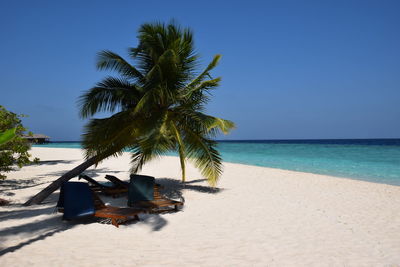 Palm trees on beach