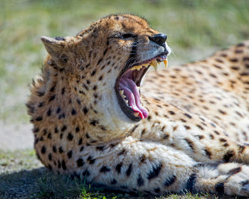 Cheetah in the wild, africa