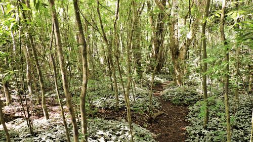 Trees in forest