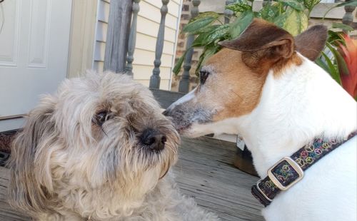 Close-up of a dog