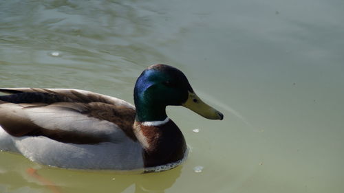 Close-up of swan swimming on lake