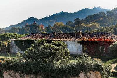 Plants growing on building by mountains against sky