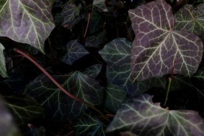 Close-up of leaves