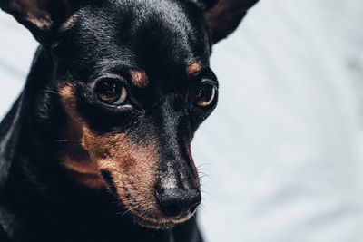 Close-up portrait of a dog