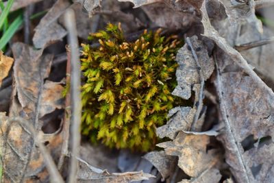Close-up of plants