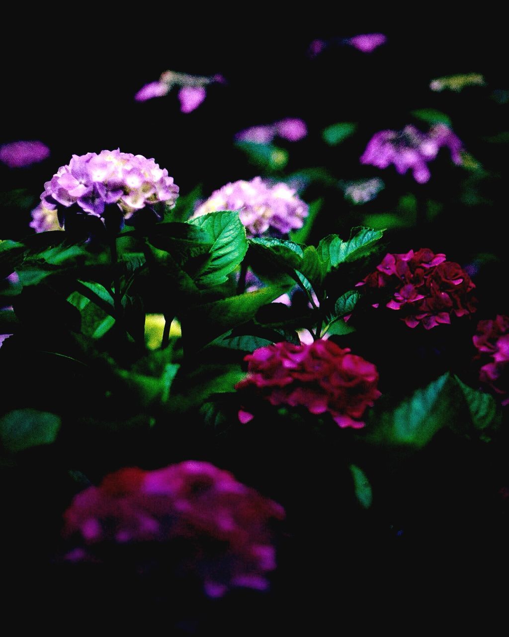 flower, growth, freshness, beauty in nature, fragility, petal, plant, nature, leaf, purple, blooming, flower head, pink color, in bloom, close-up, night, outdoors, blossom, no people, park - man made space