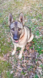 High angle portrait of dog on field