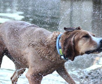 View of dog in water