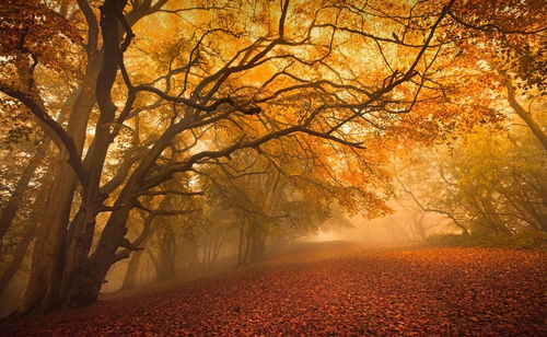 View of bare trees in foggy weather