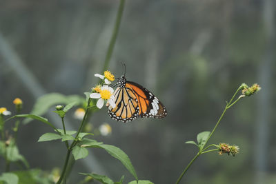 Close-up of butterfly pollinating on flower