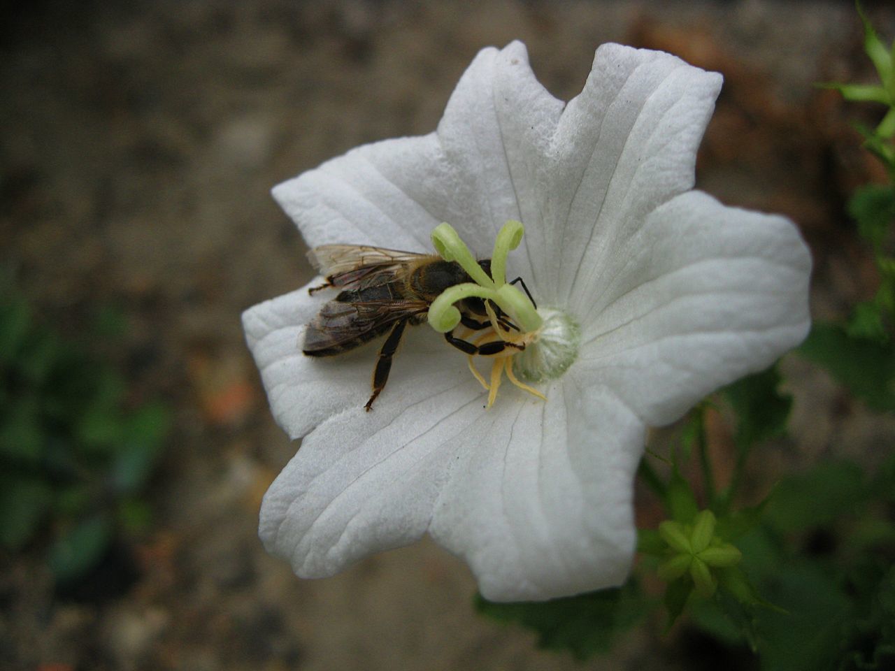 CLOSE-UP OF WHITE INSECT ON FLOWER