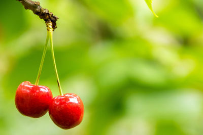 Close-up of cherries on plant