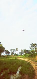 Scenic view of field against clear sky