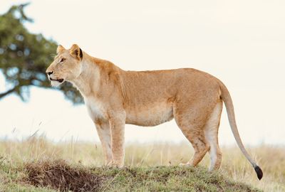 Side view of a cat on field