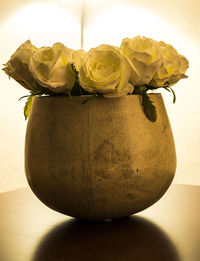 Close-up of rose