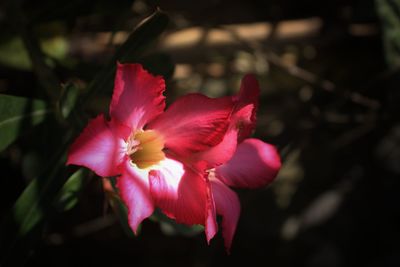 Close-up of pink hibiscus blooming outdoors