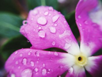 Close-up of water drops on pink flower