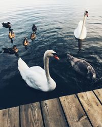 High angle view of swans swimming on lake