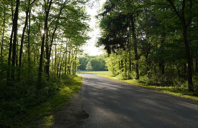 Road amidst trees in forest