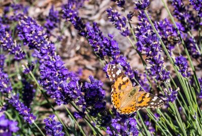 Close-up of butterfly on purple flowers