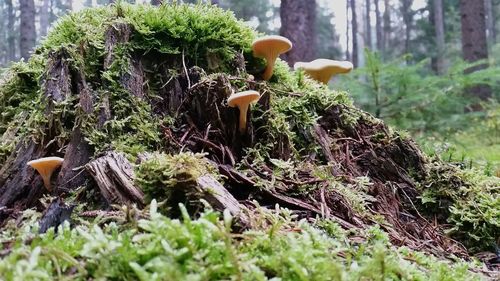 Close-up of mushrooms growing in forest