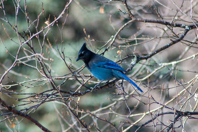 Close-up of bird perching on branch