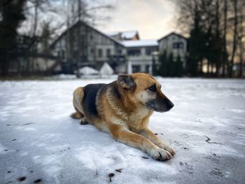 Portrait of german shepherd dog in the snow and a beautiful mansion in the background