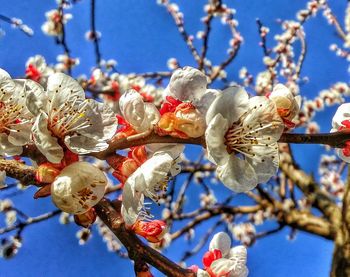 Close-up low angle view of cherry blossom