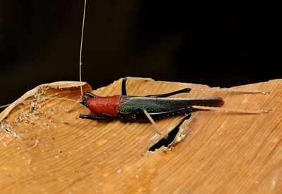 Close-up of insect on table against black background