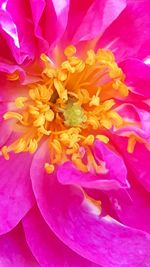 Close-up of pink flower